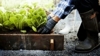 畑の土作りの基本 時期 粘土質の改善 初心者でもわかる ミュウズ Kitchen Garden