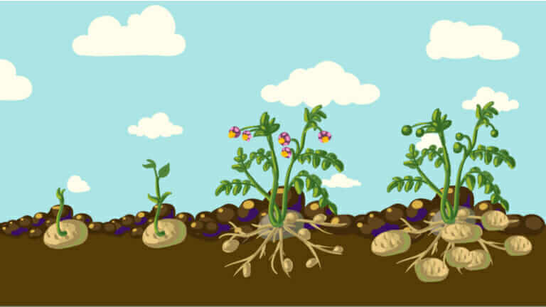 ジャガイモの育て方 水やり 肥料のやり方 ミュウズ Kitchen Garden