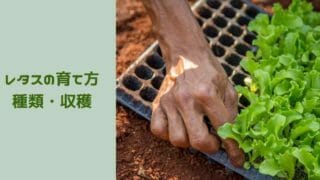 レタスの収穫は株元を包丁で刈る 時間は朝がおすすめ 農家が解説 ミュウズ Kitchen Garden