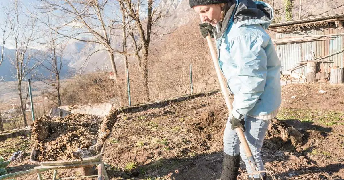 大根の育て方 水やり 種まき 土寄せなどのコツ 現役農家が解説 ミュウズ Kitchen Garden