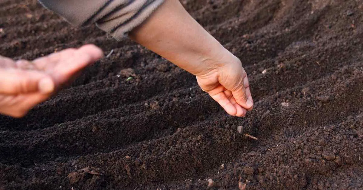 大根の育て方 水やり 種まき 土寄せなどのコツ 現役農家が解説 ミュウズ Kitchen Garden