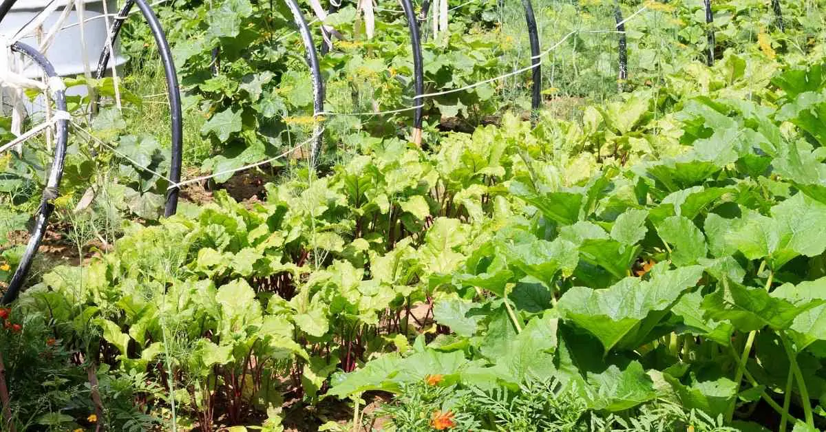 大根の育て方 水やり 種まき 土寄せなどのコツ 現役農家が解説 ミュウズ Kitchen Garden