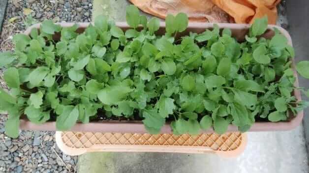 小松菜の育て方 プランターで簡単栽培 種まきや防虫ネットなど ミュウズ Kitchen Garden