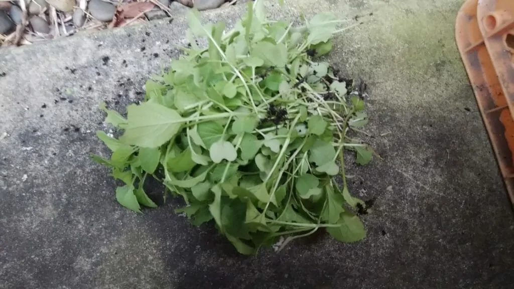 小松菜の育て方 プランターで簡単栽培 種まきや防虫ネットなど ミュウズ Kitchen Garden 小松菜の育て方 プランターで簡単栽培 種まきや防虫ネットなど ミュウズ Kitchen Garden