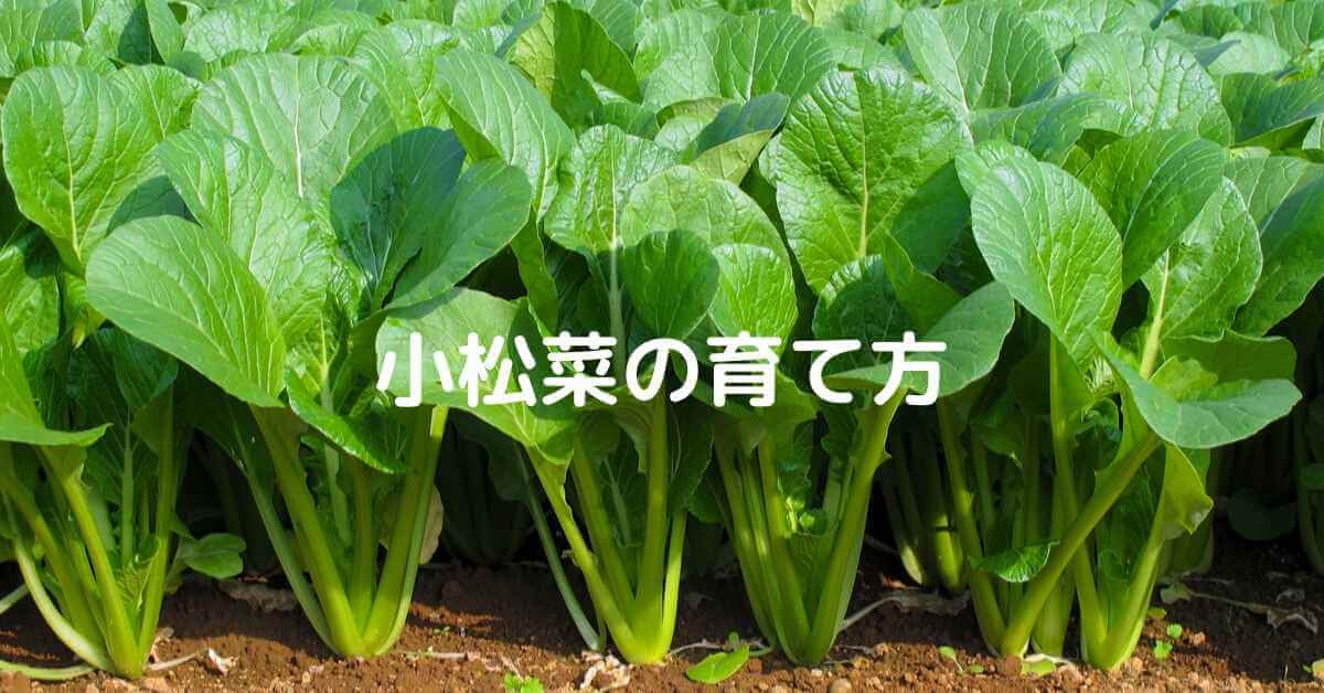 小松菜の育て方 プランターで簡単栽培 種まきや防虫ネットなど ミュウズ Kitchen Garden