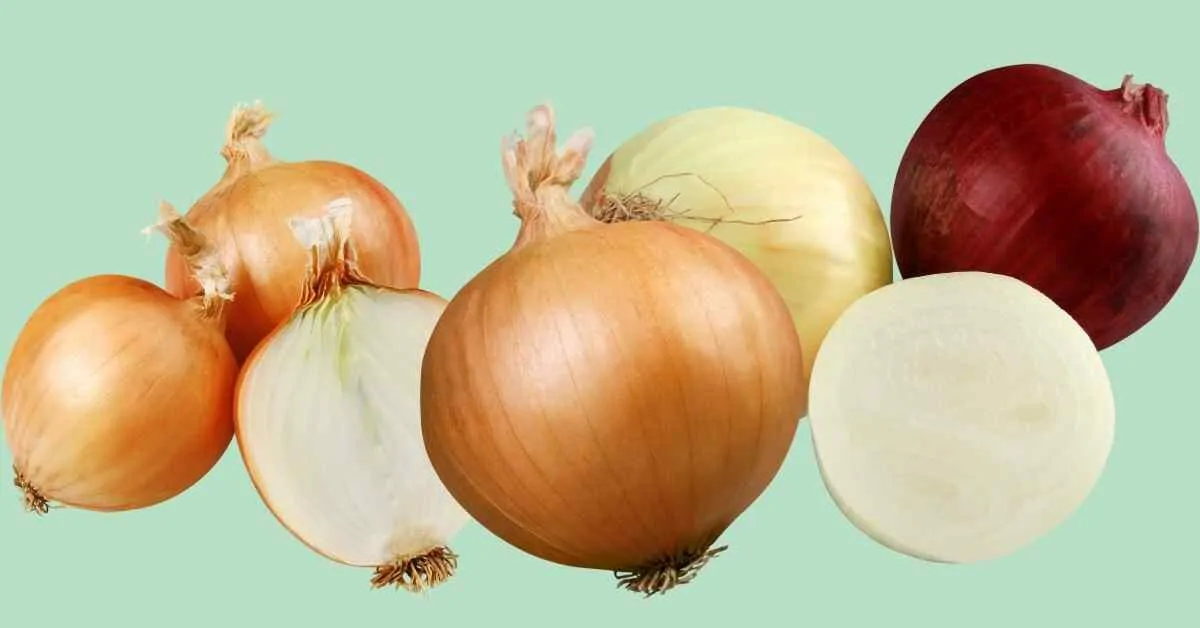 玉ねぎの育て方 大きくおいしく作るには 農家が解説 ミュウズ Kitchen Garden