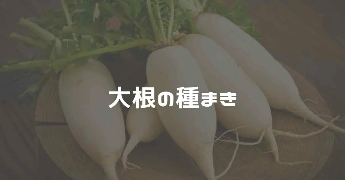 大根の種まき方法 間隔や深さ 水やり ミュウズ Kitchen Garden