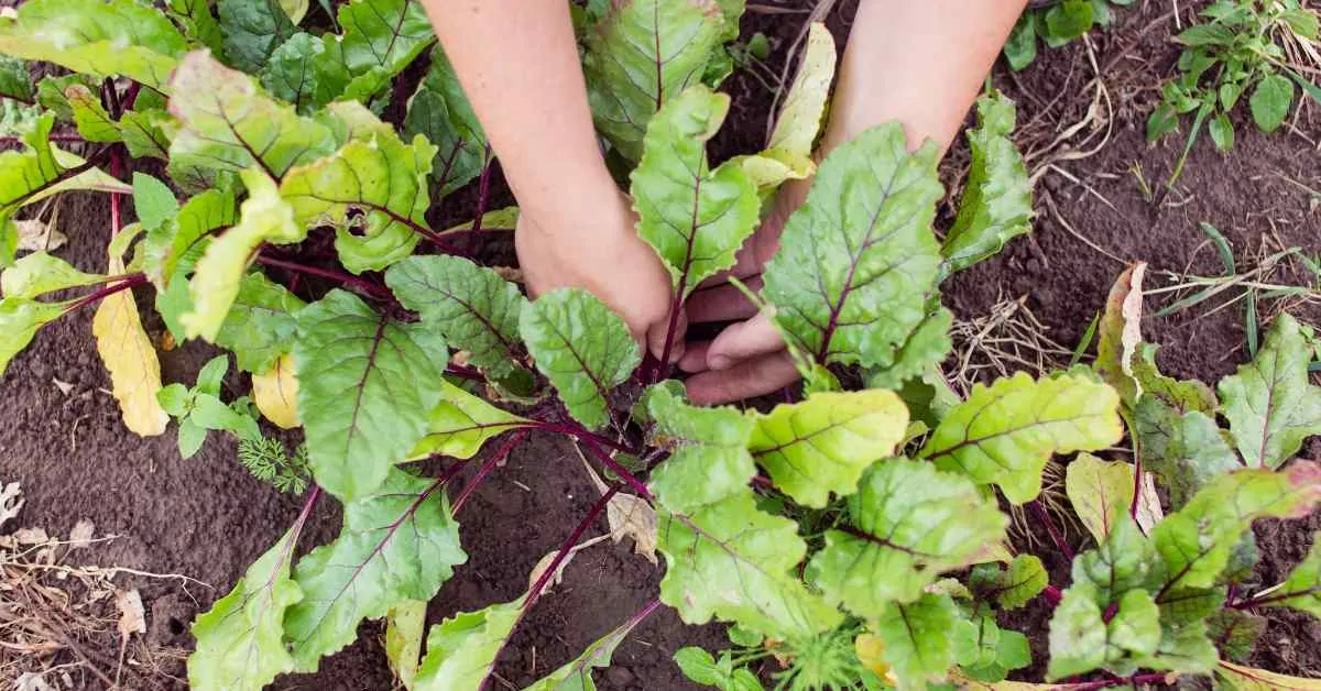 大根の間引きのやり方 現役農家が失敗しないコツを紹介 ミュウズ Kitchen Garden