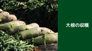 大根の種まきの時期 春が適期 現役農家が解説 ミュウズ Kitchen Garden