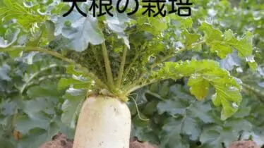 ミュウズ Kitchen Garden 現役農家が家庭菜園について解説