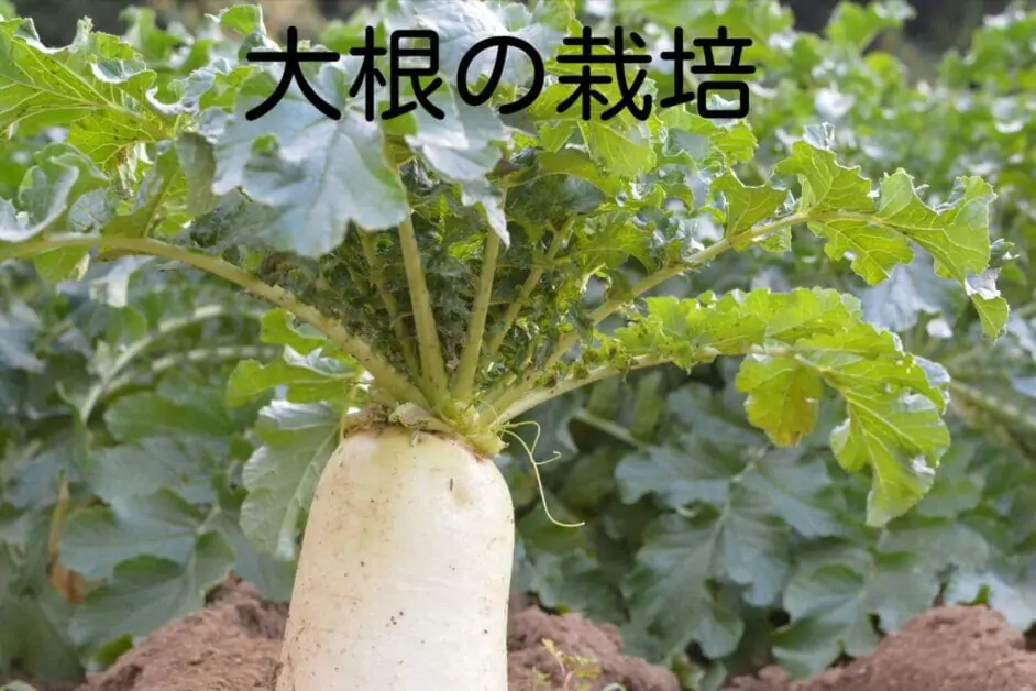 家庭菜園で立派な大根の栽培するには 保存や栄養も紹介 ミュウズ Kitchen Garden