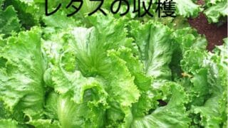レタスの害虫の種類と対策 アブラムシには銀線の防虫ネット ミュウズ Kitchen Garden