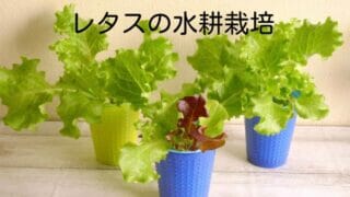 レタスの害虫の種類と対策 アブラムシには銀線の防虫ネット ミュウズ Kitchen Garden