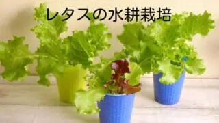 てんぞの家庭菜園