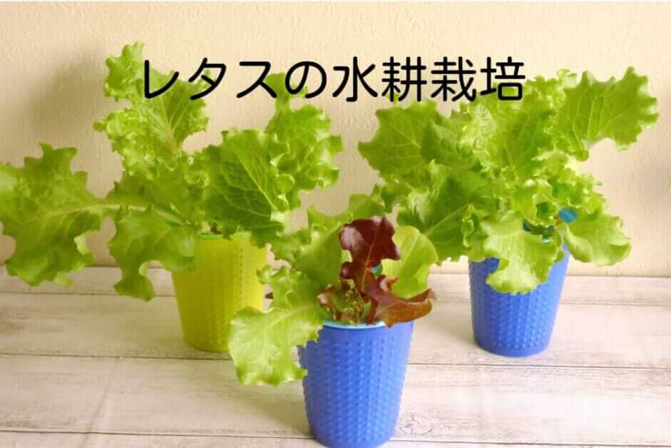 レタスの水耕栽培は室内でも簡単 栽培キットもある 肥料は液体肥料 ミュウズ Kitchen Garden