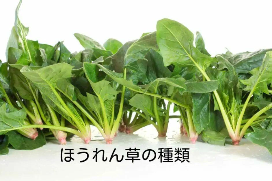 ほうれん草の種類と家庭菜園で育てやすい品種を紹介 農家が解説 てんぞの家庭菜園