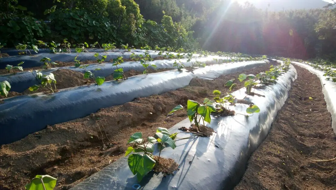 さつまいもの植え付け 植え方は 枯れるのはどうして てんぞの家庭菜園