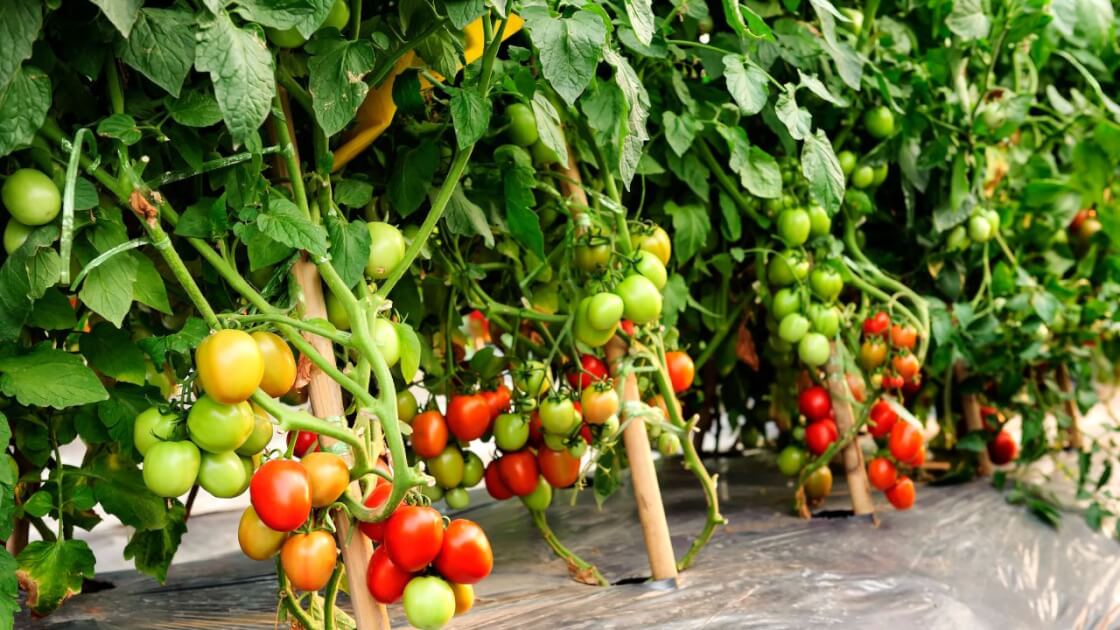 トマト,栽培,支柱