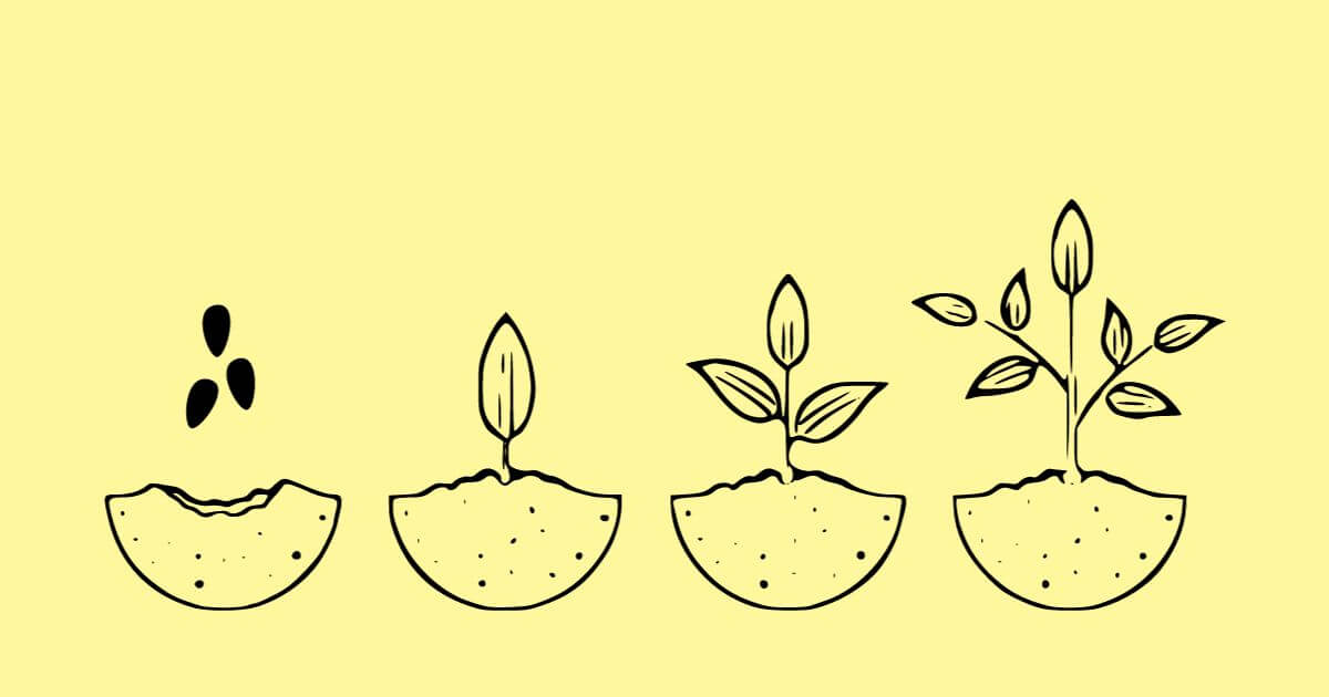 小松菜 栽培 方法