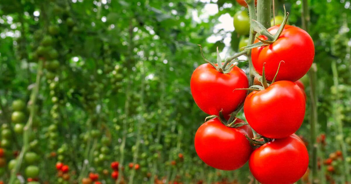 トマト 種まき