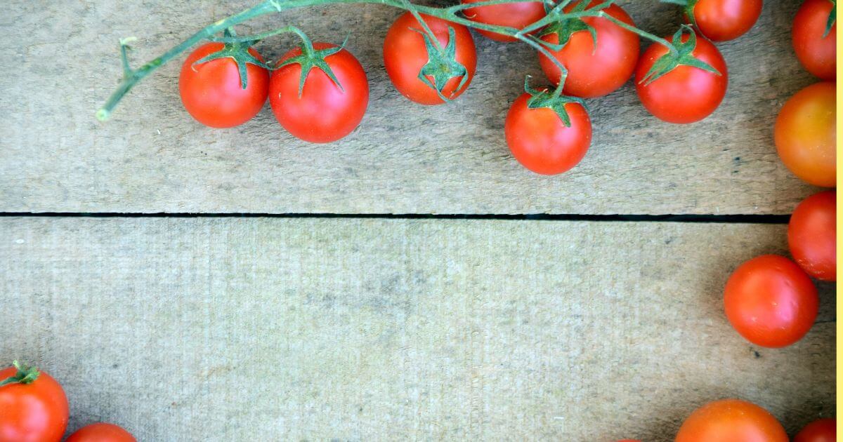 トマト 種まき時期