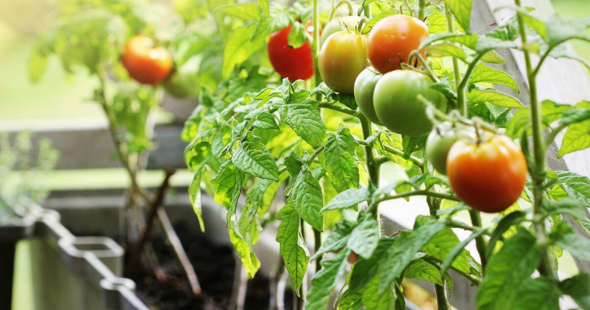 トマト 栽培 キット