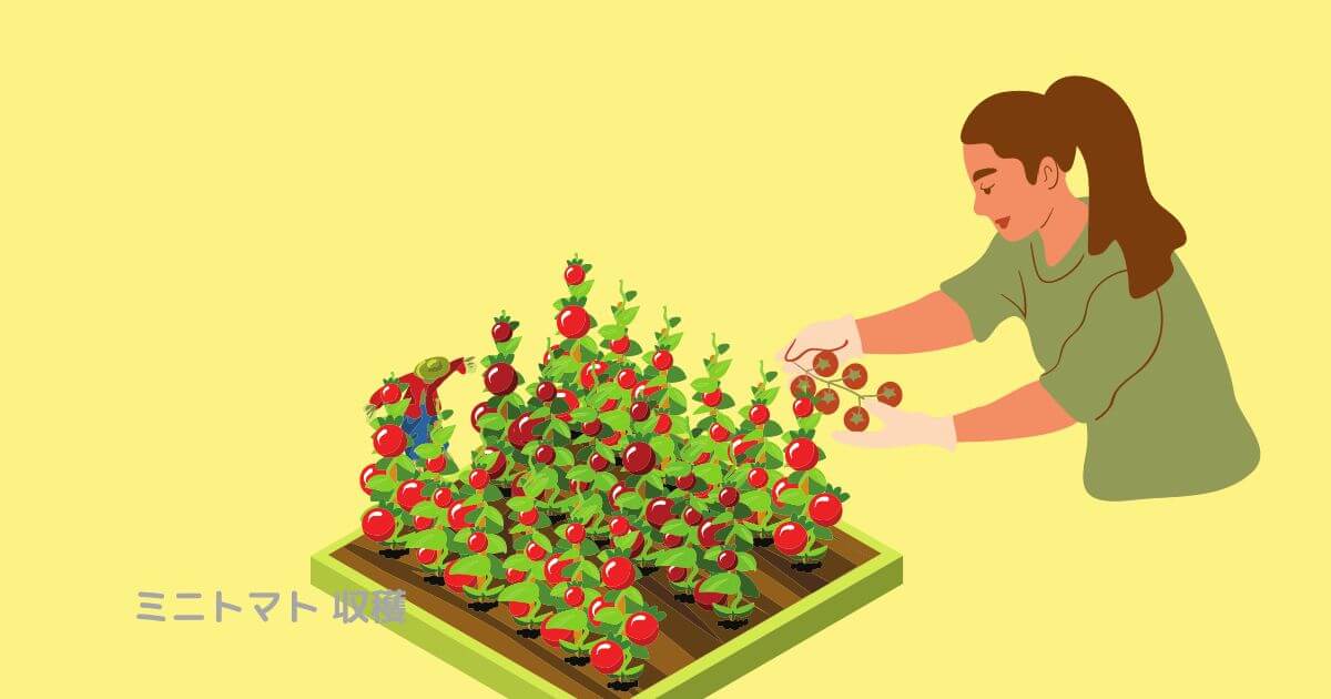 ミニトマト 収穫