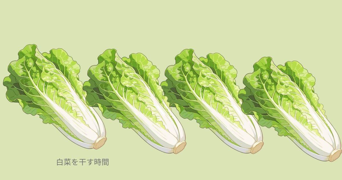 白菜を干す時間